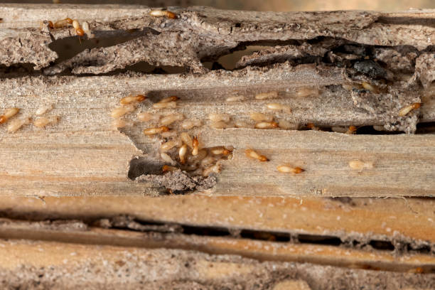 Spider Control Near Me in Valley Park, MO